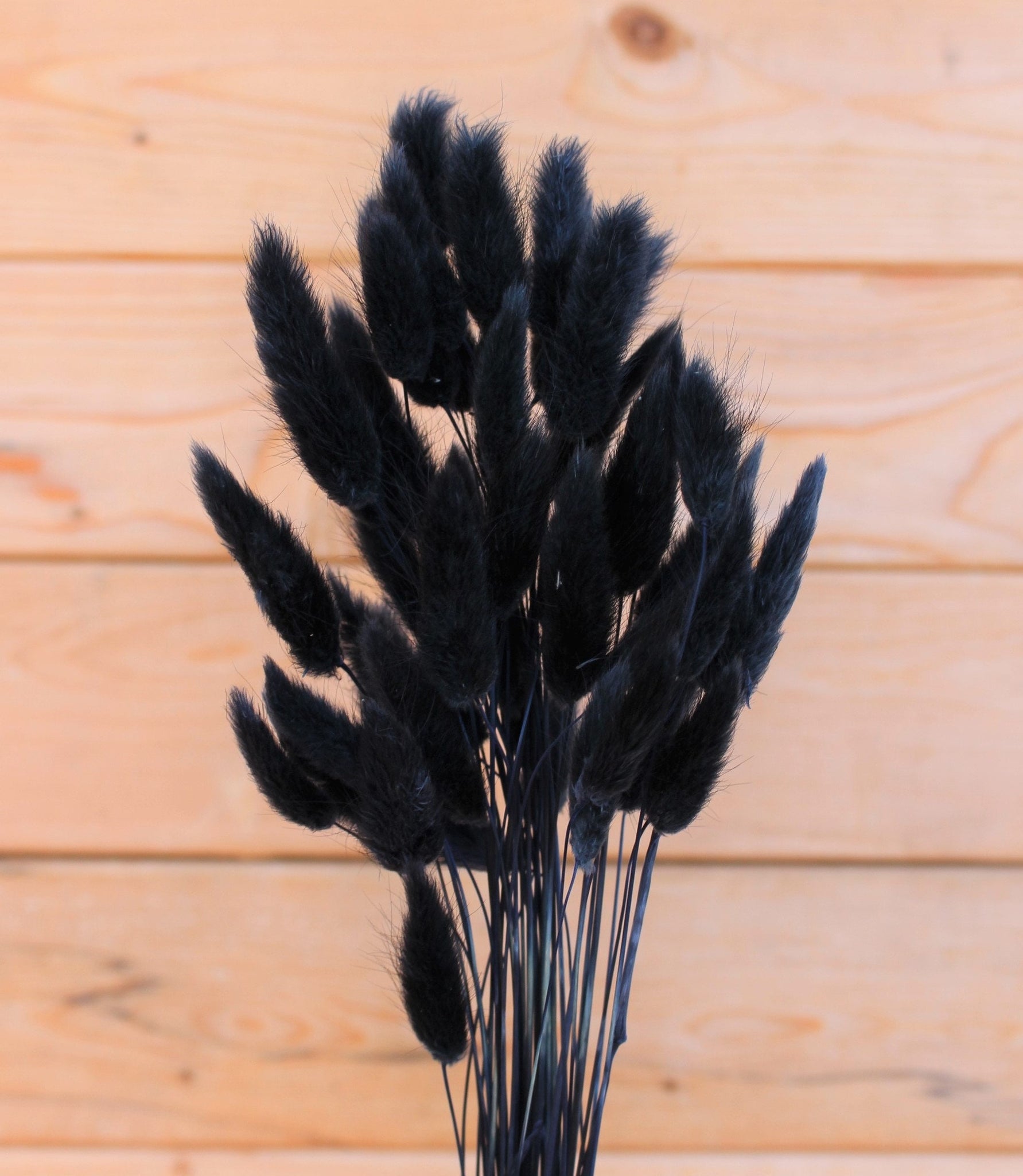 Large Monochrome Black Pampas Grass Bouquet With Black Bunnytails Pampas  Grass Home Decor Dried Flower Bouquets UK 