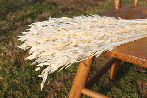 Dried Avena Oat Flowers, Dried Flowers, Oat Grass