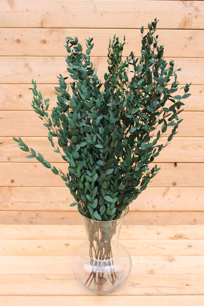 Eucalyptus: Preserved-Dried Parvifolia Teardrop Bunch - Green | Bouquet, Wedding, Decor , Plant, , Gift
