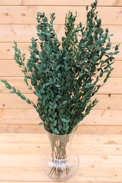 Eucalyptus: Preserved-Dried Parvifolia Teardrop Bunch - Green | Bouquet, Wedding, Decor , Plant, , Gift
