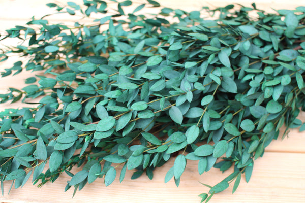 Eucalyptus: Preserved-Dried Parvifolia Teardrop Bunch - Green | Bouquet, Wedding, Decor , Plant, , Gift