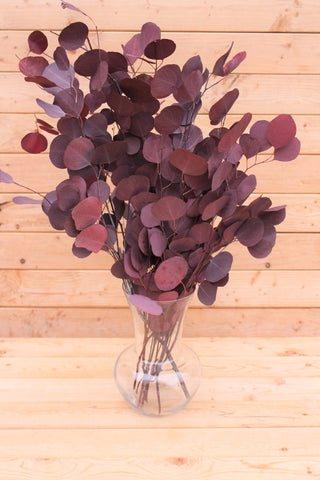 Preserved Burgundy Silver Dollar Eucalyptus, silver dollar eucalyptus, green, blue eucalyptus for garlands, greenery for weddings