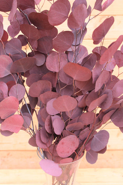 Preserved silver dollar eucalyptus, silver dollar eucalyptus, burgundy, green, blue eucalyptus for garlands, greenery for weddings