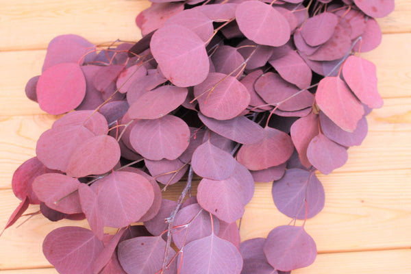 Preserved silver dollar eucalyptus, silver dollar eucalyptus, burgundy, green, blue eucalyptus for garlands, greenery for weddings