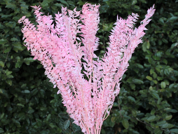Light Red/ Light Burgundy Italian Ruscus - 5 stems/Pink Flowers/ Preserved Flowers
