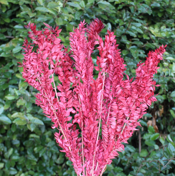 Light Red/ Light Burgundy Italian Ruscus - 5 stems/Pink Flowers/ Preserved Flowers