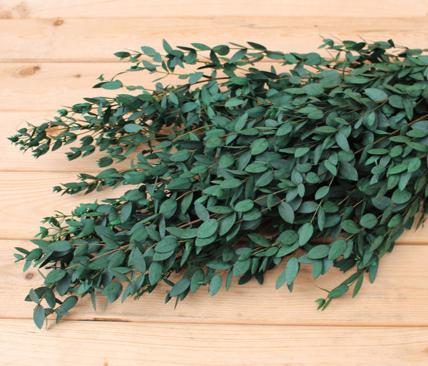 Eucalyptus: Preserved-Dried Parvifolia Teardrop Bunch - Green | Bouquet, Wedding, Decor , Plant, , Gift