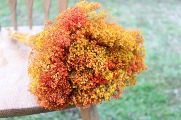 Orange and Mustard Yellow Broom Bloom Filler/ Bouquet Filler