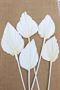 Off White/ Ivory Palm Spears- Bleached White
