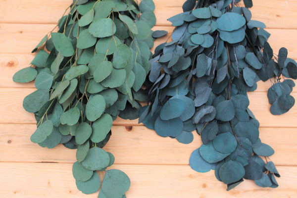 Teal Blue Preserved Silver Dollar Eucalyptus, silver dollar eucalyptus, burgundy, green, blue eucalyptus for garlands, greenery for weddings