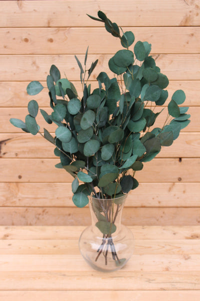 Teal Blue Preserved Silver Dollar Eucalyptus, silver dollar eucalyptus, burgundy, green, blue eucalyptus for garlands, greenery for weddings