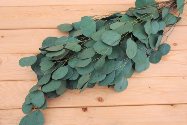 Teal Blue Preserved Silver Dollar Eucalyptus, silver dollar eucalyptus, burgundy, green, blue eucalyptus for garlands, greenery for weddings
