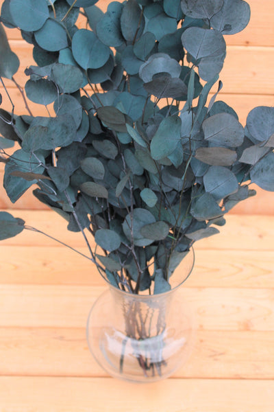 Teal Blue Preserved Silver Dollar Eucalyptus, silver dollar eucalyptus, burgundy, green, blue eucalyptus for garlands, greenery for weddings