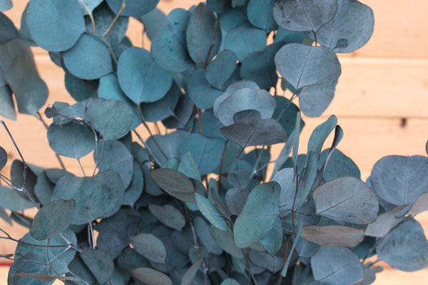 Teal Blue Preserved Silver Dollar Eucalyptus, silver dollar eucalyptus, burgundy, green, blue eucalyptus for garlands, greenery for weddings
