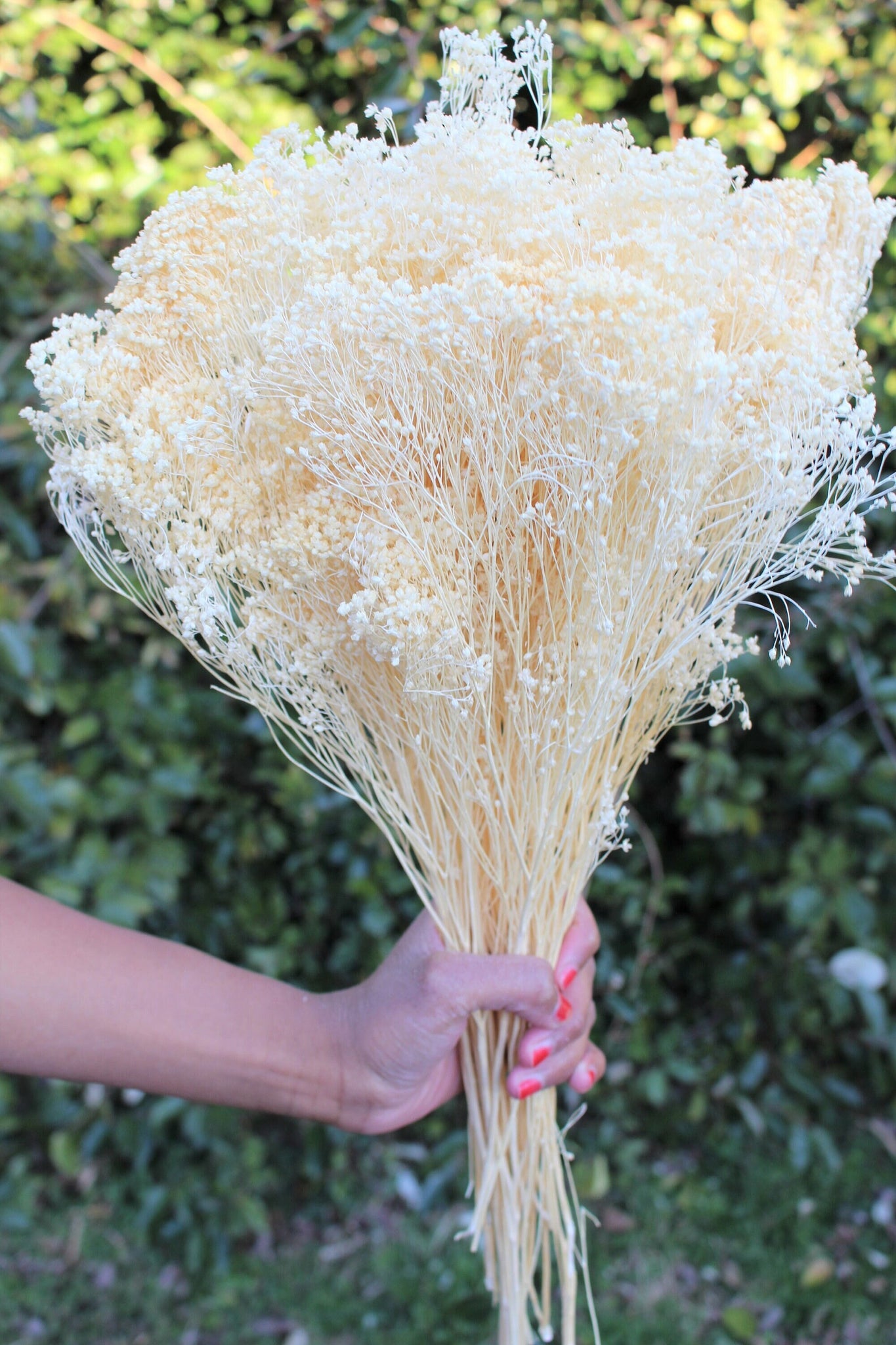 Bleached Broom Bloom Filler Cream Color/ Bouquet Filler