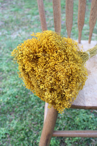 Yellow Mustard Broom Bloom Filler Cream Color/ Bouquet Filler