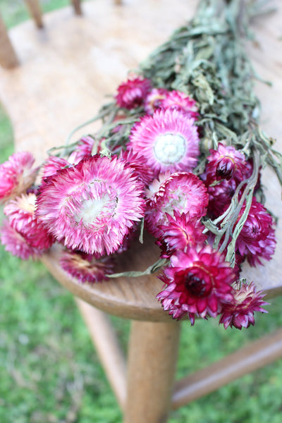 Fushia Dark Pink Dried Strawflowers