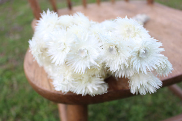 Ivory/ Off White/ Beige Dried Strawflowers