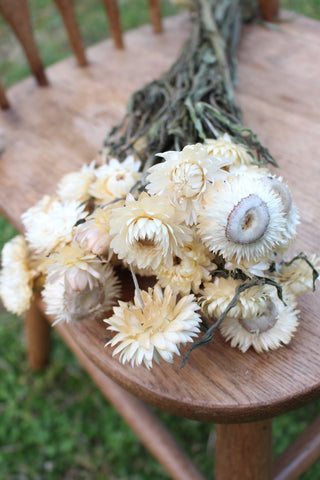 Cream Champagne Dried Strawflowers