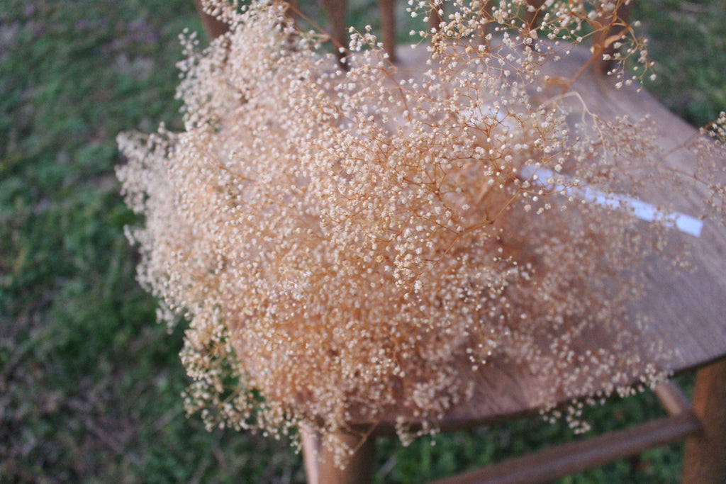 Dried Baby's Breath - Gypsophila - Bleached