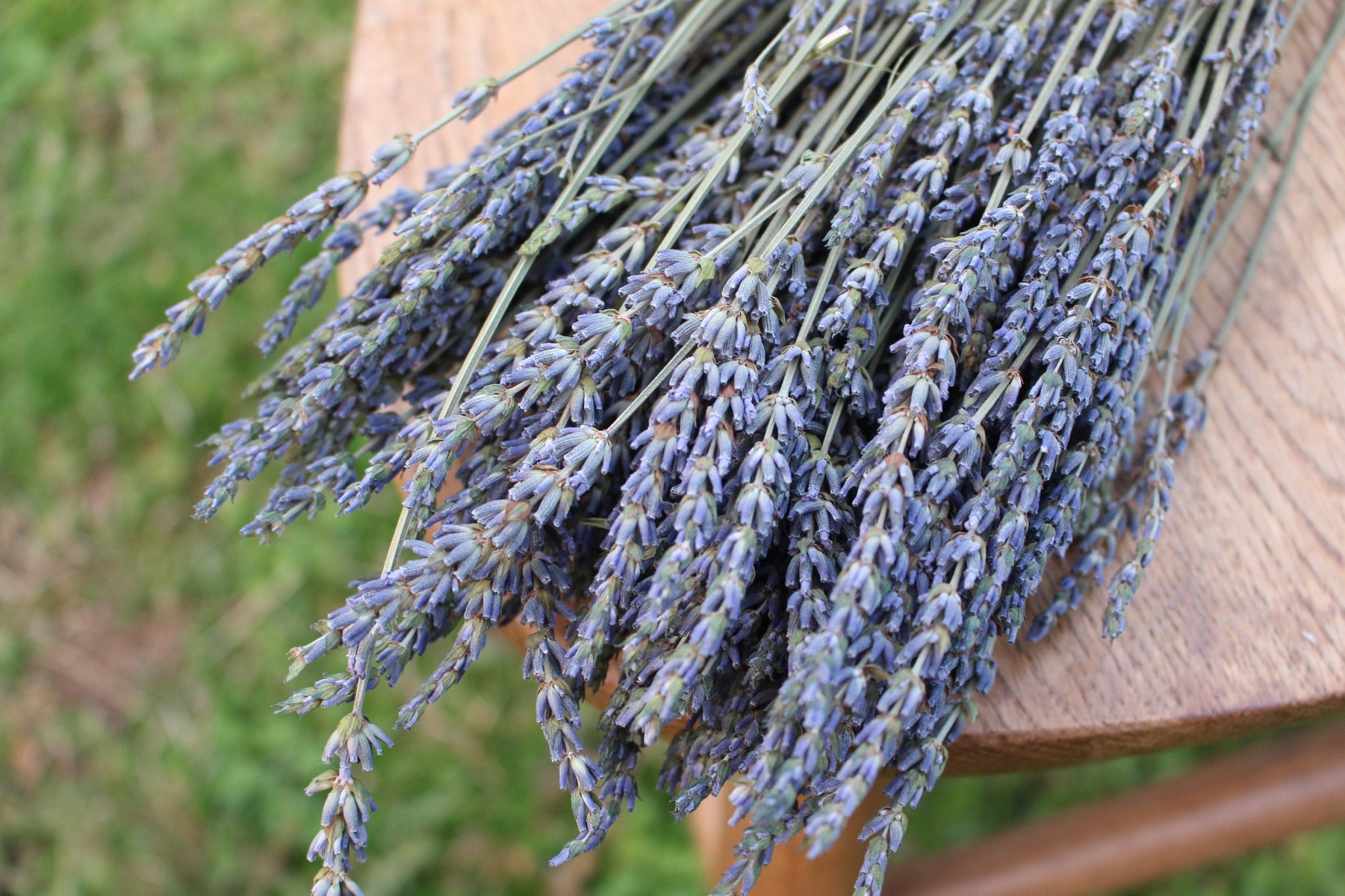 lavender grosso plants for sale French Lavender Grosso Fragrant – The Sola Flower Store