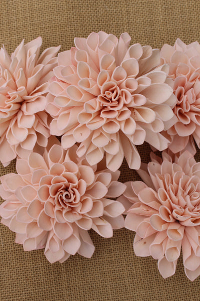 Blush Pink Sola Flower Dahlias 4"