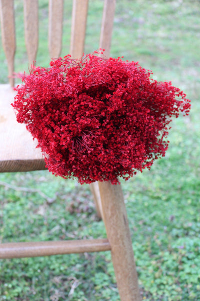 Red Broom Bloom Filler Cream Color/ Bouquet Filler
