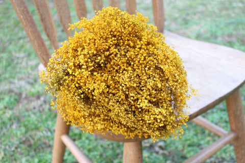 Yellow Mustard Broom Bloom Filler Cream Color/ Bouquet Filler