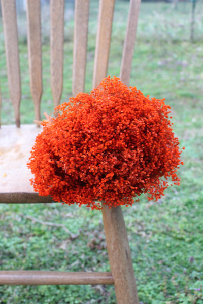 Deep Orange Broom Bloom Filler/ Bouquet Filler
