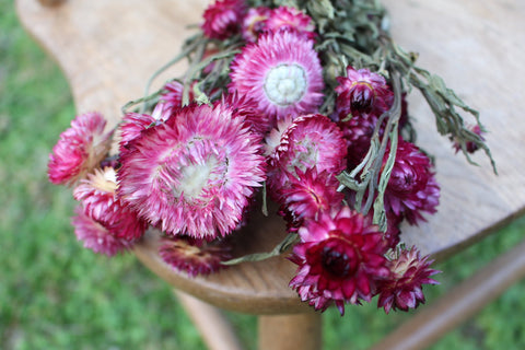 Fushia Dark Pink Dried Strawflowers