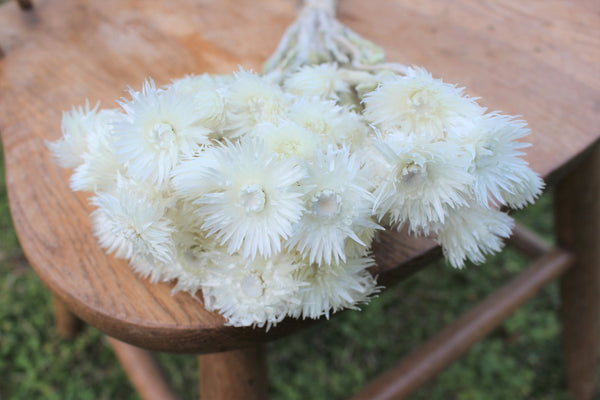 Ivory/ Off White/ Beige Dried Strawflowers