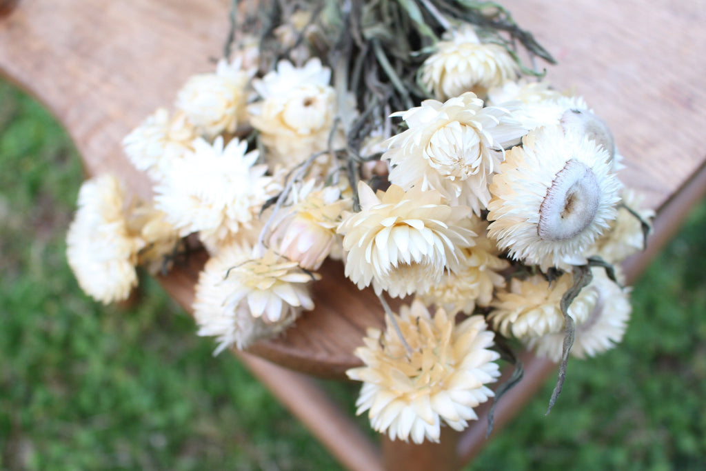 Strawflowers - Dried