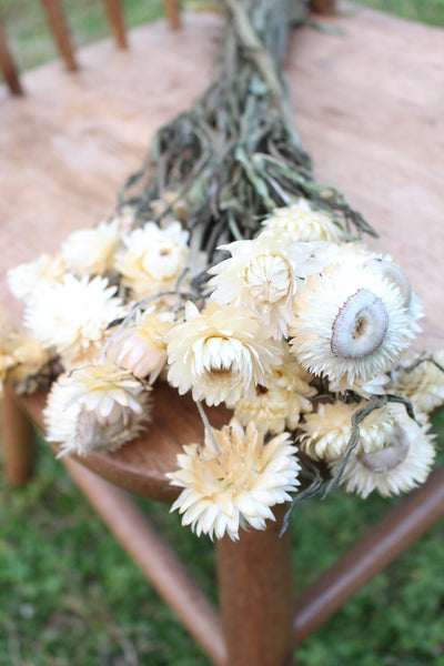 Cream Champagne Dried Strawflowers