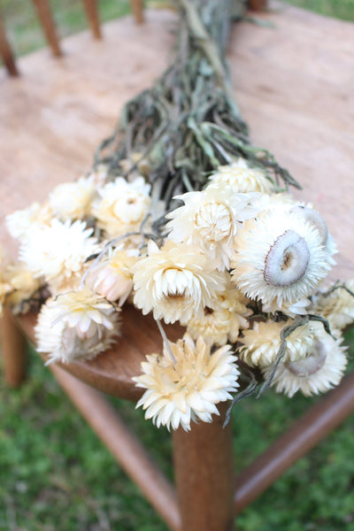 Cream Champagne Dried Strawflowers