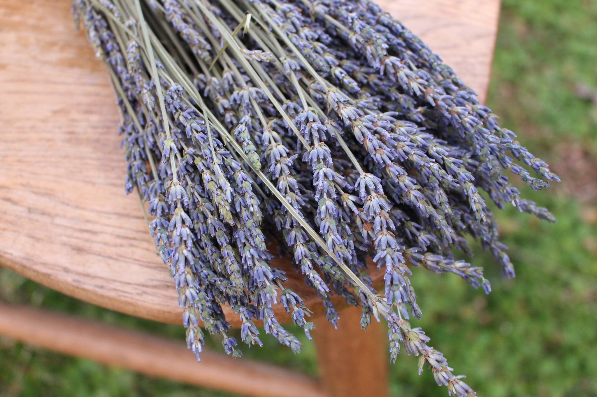 grosso lavender seeds for sale French Lavender Grosso Fragrant – The Sola Flower Store