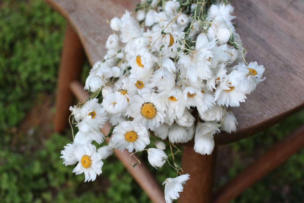 Dried White Rodanthe Daisies – SolaFlowerStore