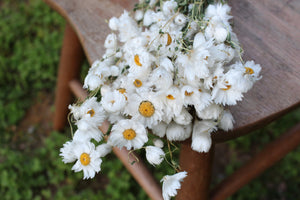 Daisy Flowers, Dried