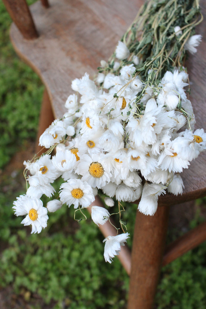 Natural White Preserved and Dried Rodanthe Daisies / Dried Daisies Flowers  / Dried Flowers / Preserved Flowers / Pink Daises / White Daisies 