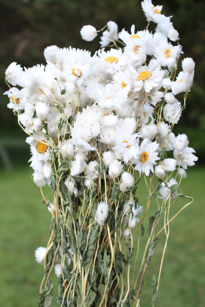 Dried White Rodanthe Daisies – SolaFlowerStore