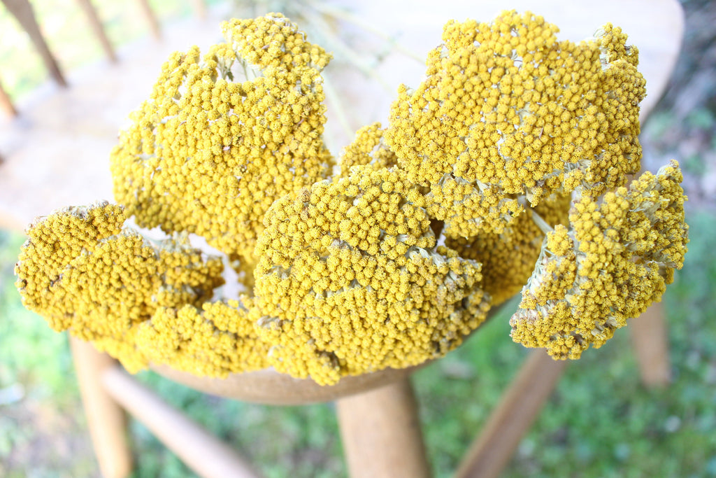 Dried Yarrow/ Golden Florals/ Mustard Colored Dried Florals