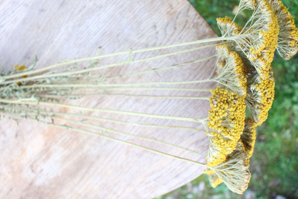 Dried Yarrow/ Golden Florals/ Mustard Colored Dried Florals