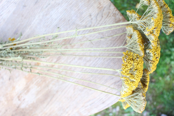 Dried Yarrow/ Golden Florals/ Mustard Colored Dried Florals