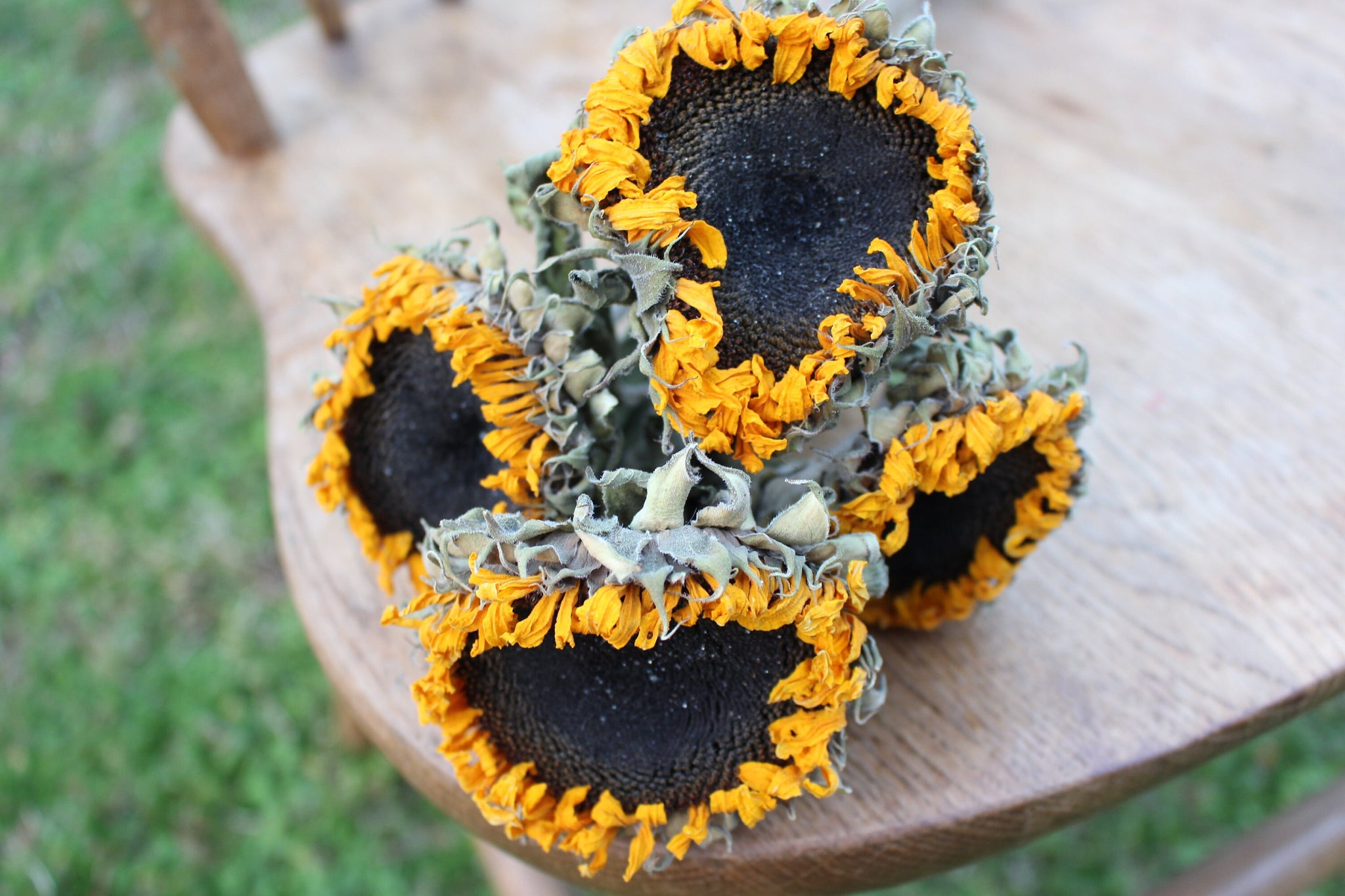 Dried Sunflowers with Stems