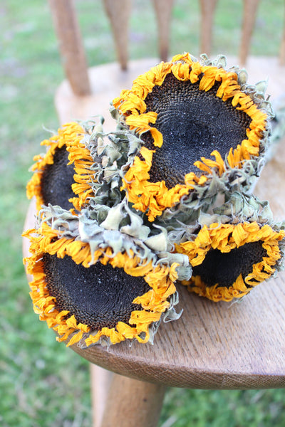 Dried Sunflowers with Stems