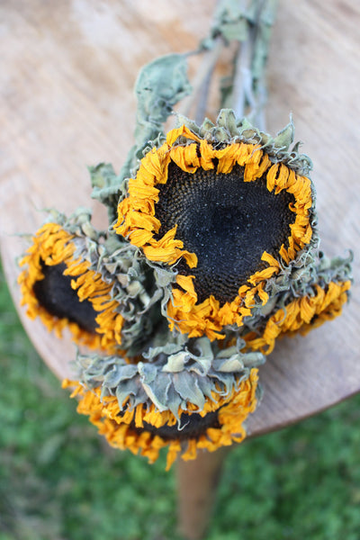 Dried Sunflowers with Stems