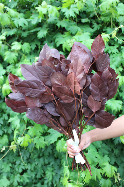 Salal Lemon Leaf-  Burgundy Greenery