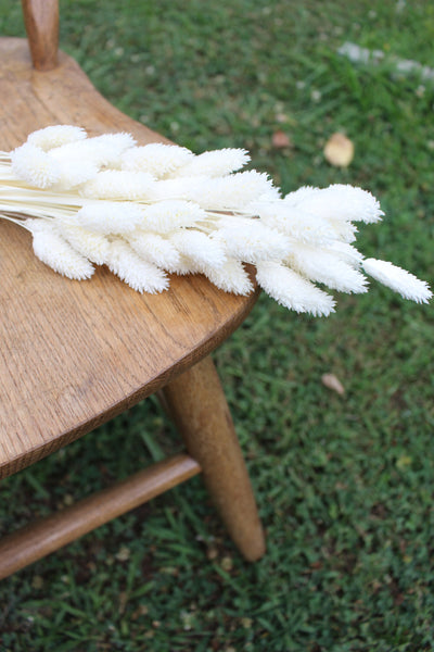 Bleached Phalaris/ Textured Bunny Tails