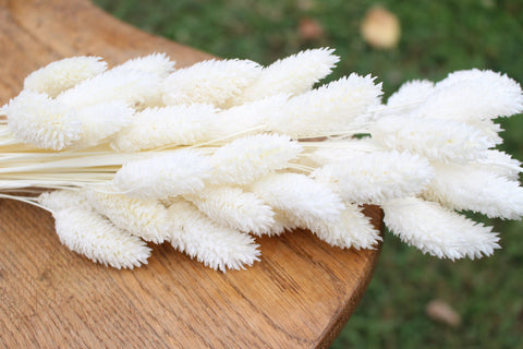 Bleached Phalaris/ Textured Bunny Tails
