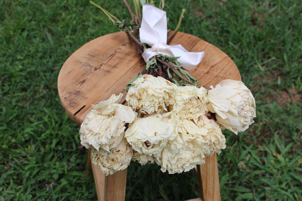Dried Peony Bunch- Cream Color