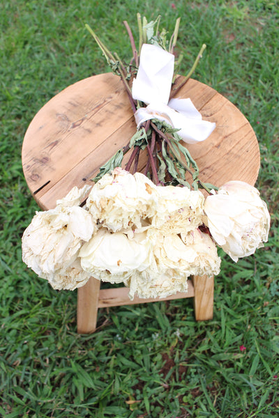 Dried Peony Bunch- Cream Color